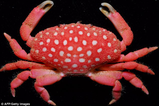 New Strawberry Crab