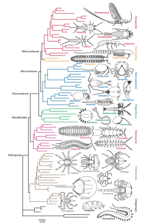 http://whyevolutionistrue.files.wordpress.com/2010/03/arthropod-phylogeny.jpg?w=536&h=766