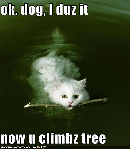 funny picures. funny-pictures-cat-swimming-