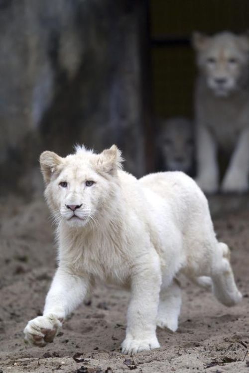 WHITE LIONs 2
