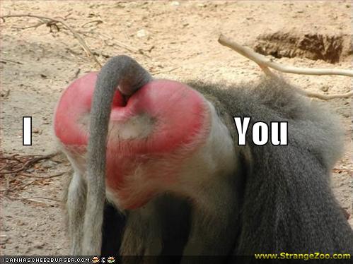 Baboon Butt Pictures 93