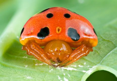 ladybug-mimic.png