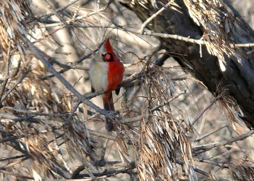 Gynandromorph cardinal