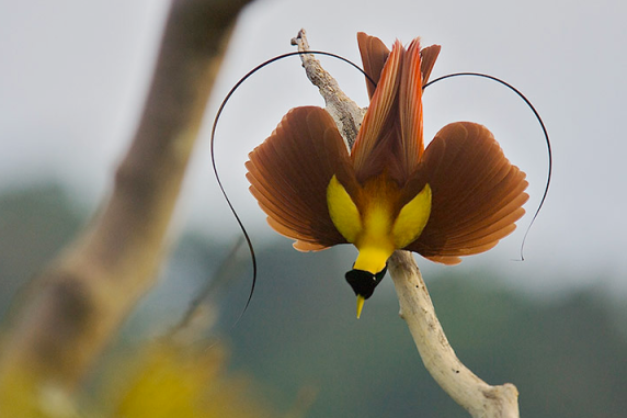 Superb Bird-of-paradiseطائر والغرابة picture-22.png?w=572