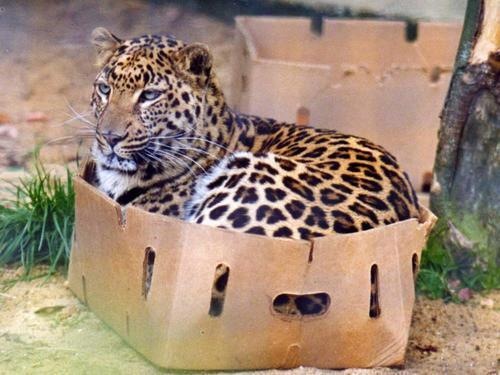 cat-in-box.jpeg