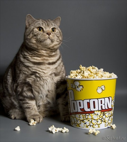 fat-cat-with-popcorn.jpg