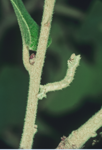 Mimicry: polymorphism for camouflage in a caterpillar | Why ...