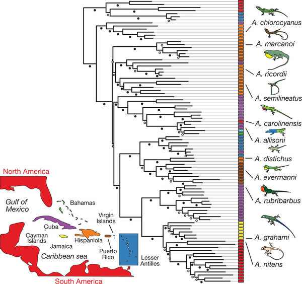 Relationships of anoles, from Alfoldi, et al. 2011.