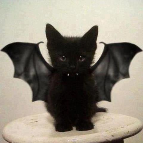halloween-cat.jpg