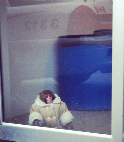 Monkey In Furs Loose In Ikea Why Evolution Is True