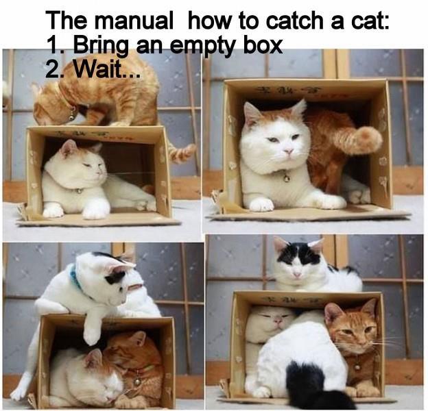 [Image: cat-box.jpg]