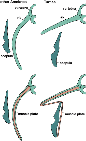 "[T]he amniotes' ribs and muscle plate grow together ventrally and make a single layer in body, outside of which the scapula is situated. In turtles, ribs grow laterally and are confined dorsally. However muscle plate is folded at the tip of ribs and runs inside the scapula as in other amniotes, showing basic topology between the elements is not changed both in turtles and other amniotes." From RIKEN.