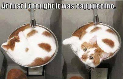 cat-camouflage.jpg