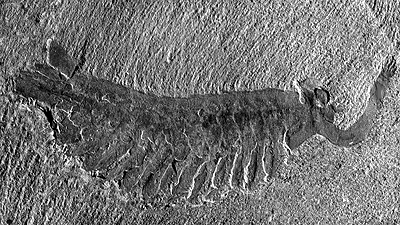 Image result for anomalocaris fossils