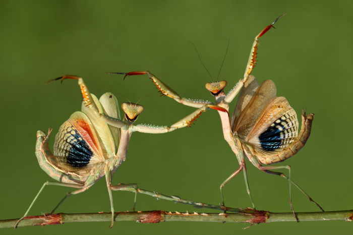 Just two praying mantises looking awesome (© Hasan Baglar, 2014 Sony World Photography Awards)