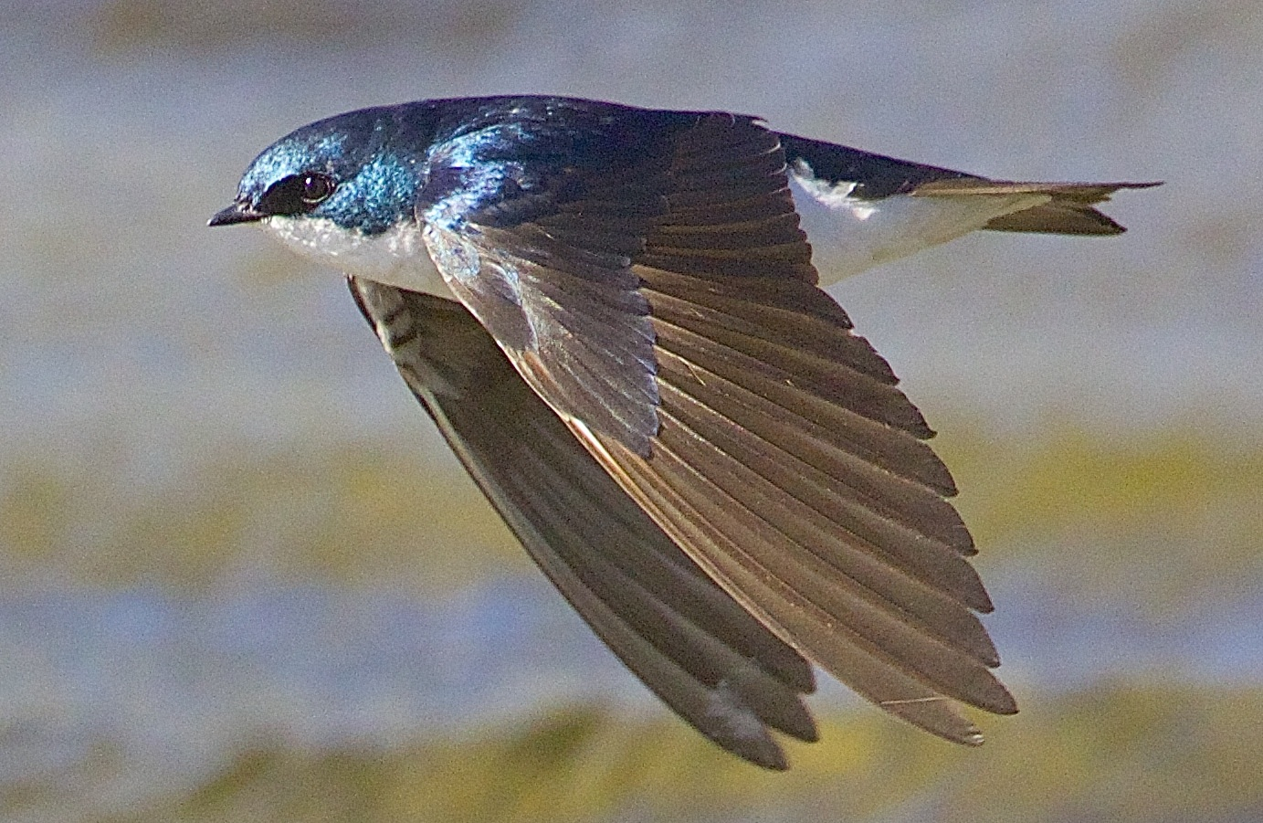Tree Swallow Photo 40
