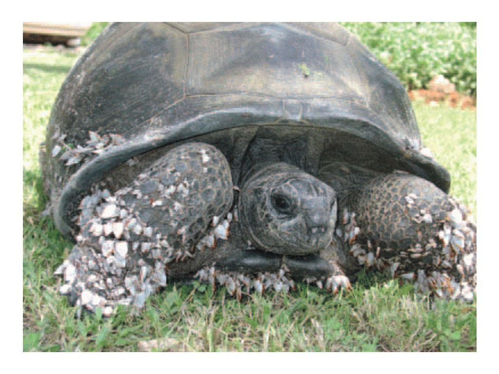 tanzanian-aldabra-tortoise.jpg