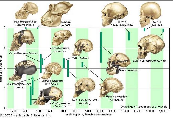 Hominid Skull Comparison Chart